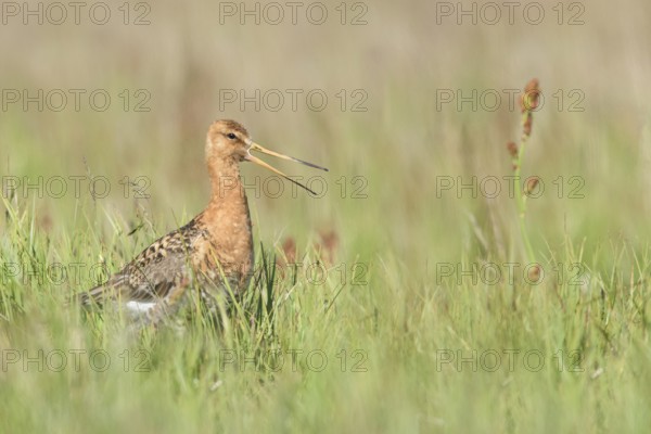 Black-tailed Godwit (Limosa limosa) calling on ground, Iceland
