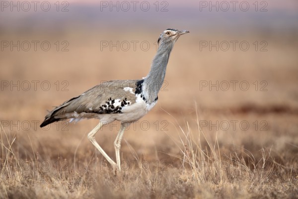 Kori Bustard (Ardeotis kori struthiunculus) male, Liben Plains, Ethiopia
