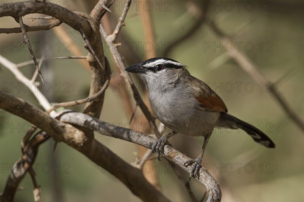 Black-crowned Tchagra (Tchagra senegalus percivali) perched on a branch, Oman