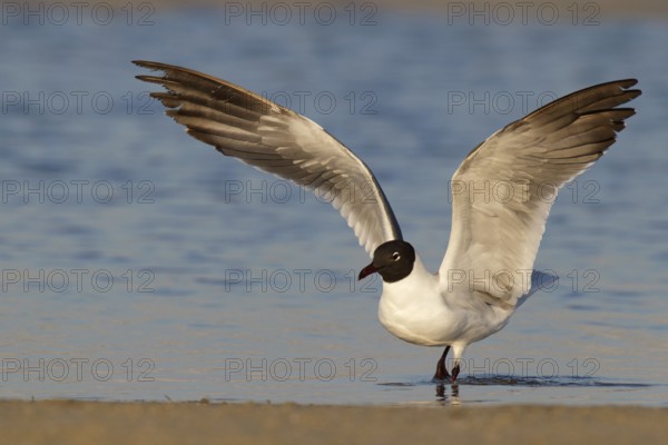 Laughing Gull (Leucophaeus atricilla), Florida, USA