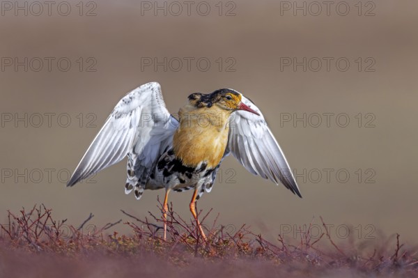 Ruff (Calidris pugnax) territorial male in breeding plumage displaying by flapping wings during courtship display at lek in spring, Scandinavia