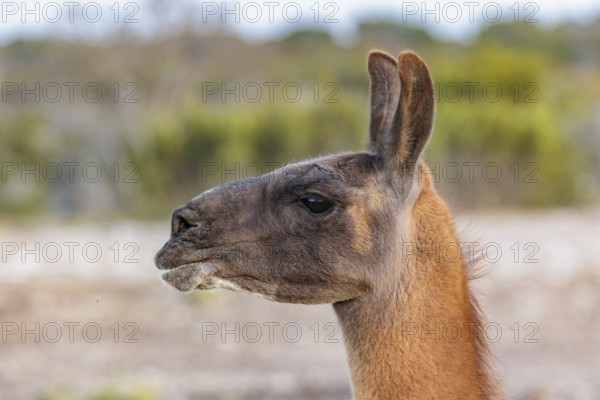Domesticated alpaca livestock helps to protect goats from predators on a ranch in Sonora, Texas, USA