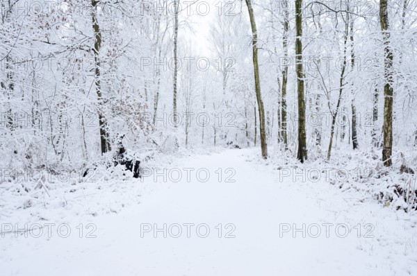 Path through a snow-covered deciduous forest, North Rhine-Westphalia, Germany