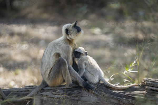 Northern plains gray langur (Semnopithecus entellus), young animal, suckling, Bandhavgarh National Park, Bahannara, Manpur, Madhya Pradesh, India
