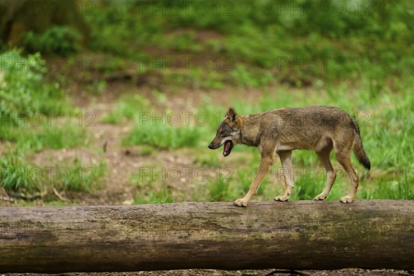 Wolf (Canis lupus), yawning and walking over a tree trunk in the forest, Germany