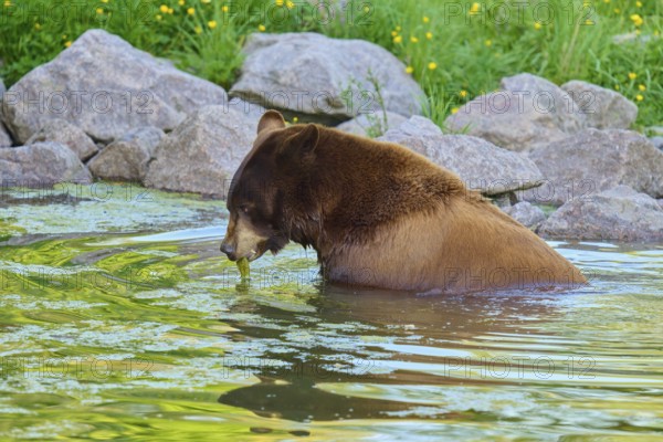 American Black Bear (Ursus americanus), enjoying the water of a pond surrounded by rocks and plants, France