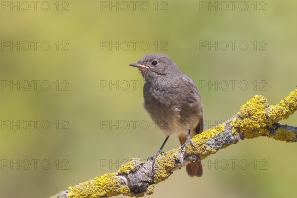 Redstart (Phoenicurus ochruros), fledgling sitting on a branch, wildlife, animals, birds, songbird, migratory bird, nature photography, Lake Neusiedl National Park, Seewinkel, Burgenland, Austria