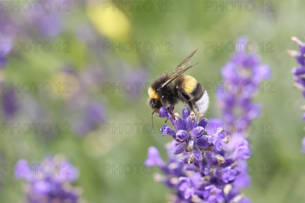 Ground bumblebee (Bombus terrestris), on a lavender flower (Lavandula angustifolia), macro photograph, bokeh in the background, Wilnsdorf, North Rhine-Westphalia, Germany