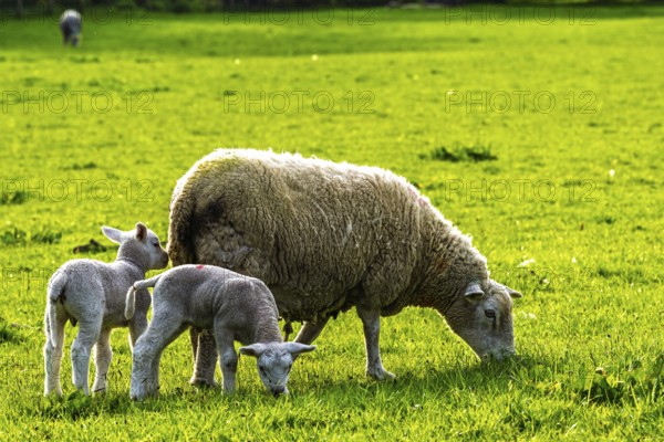 Sheep and farm in Lake District National Park, Coniston Water, Cumbria, England, United Kingdom