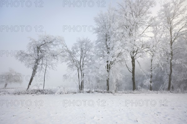 Shrubs and trees in hoarfrost and fog, Horben, Lindenberg, Freiamt, Canton Aargau, Switzerland