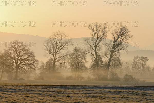 Meadows and trees in the early morning mist in the light of the rising sun, Reusstal, Aristau, Freiamt, Canton Aargau, Switzerland