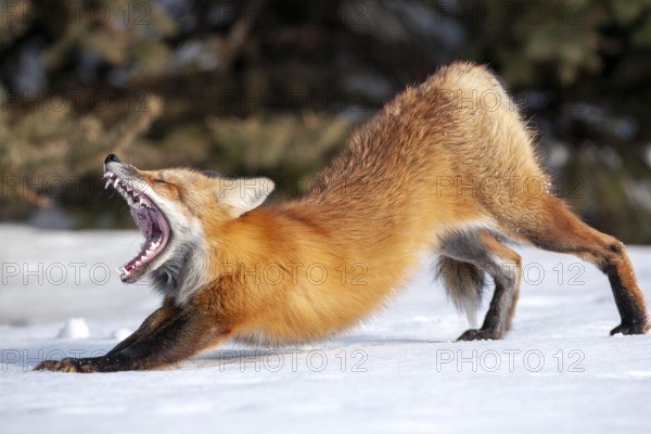 Red fox (vulpes vulpes), Fox standing on snow and stretching, Fox yawning, Province of Quebec, Canada, North America