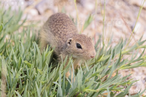 A young European ground squirrel (Spermophilus citellus) or European souslik stands on a gravel hill in a green island of a plant