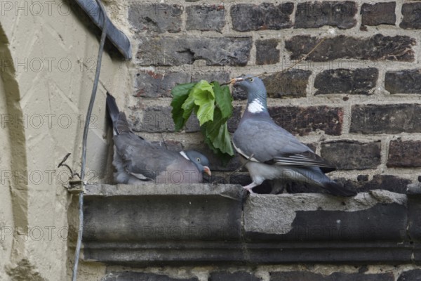 Bridal gifts... Wood pigeon (Columba palumbus), pigeons breed on the ledge of a church, a building, often unwanted, cultural fogger, breed everywhere in cities, make dirt, wildlife, native nature, Meerbusch, Lower Rhine, Rhineland, North Rhine-Westphalia, Germany, Western Europe