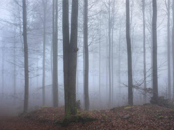 Beech forest in dense fog, Upper Palatinate, Bavaria, Germany