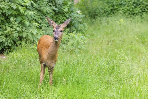 A female roe deer (Capreolus capreolus) stands in a green meadow. Bavaria, Germany