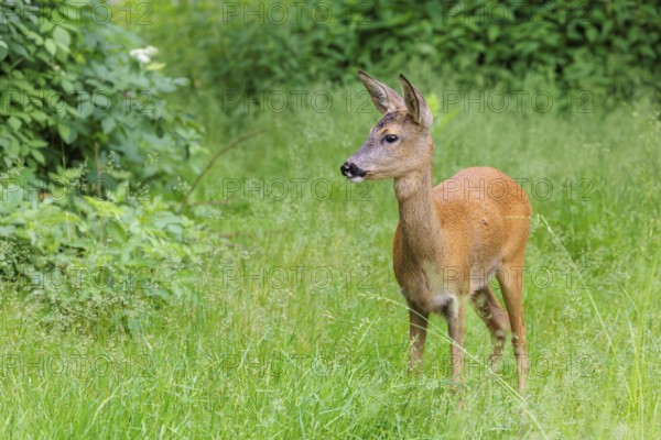 A female roe deer (Capreolus capreolus) stands in a green meadow. Bavaria, Germany
