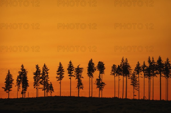 Deforestation showing few remaining spruce trees in coniferous clearcut forest, silhouetted against orange sunset sky