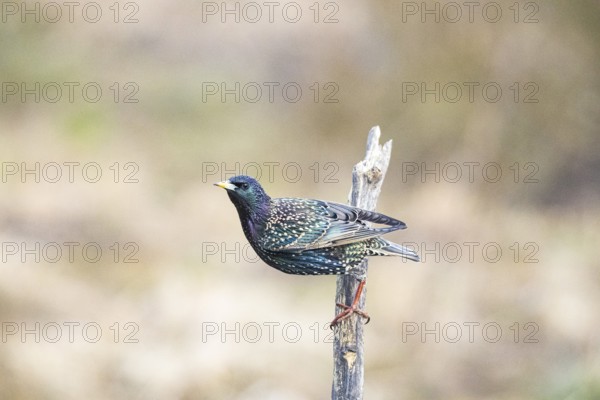 Starling (Sturnus vulgaris) Germany