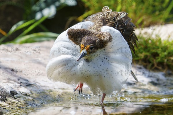 A bird with striking white plumage at the water's edge, ruff (Calidris pugnax, Syn.: Philomachus pugnax), courtship display, France