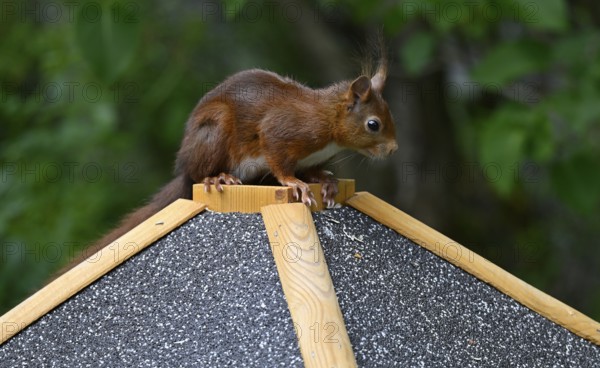 Eurasian red squirrel (Sciurus vulgaris), sitting on a bird feeder, Stuttgart, Baden-Württemberg, Germany