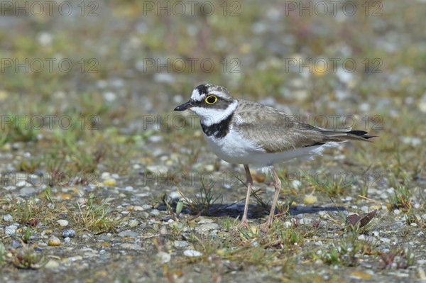 Little Ringed Plover (Charadrius dubius) adult bird standing on a gravel bank at the lakeshore, Wildlife, Lake Neusiedl National Park, Burgenland, Austria