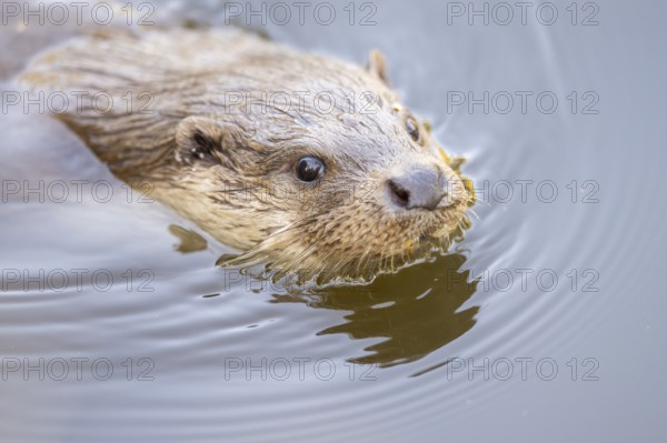 Eurasian otter (Lutra lutra) swimming in the water, Hesse, Germany