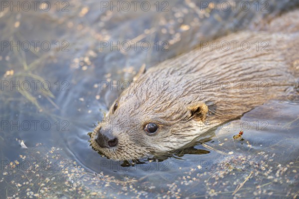 Eurasian otter (Lutra lutra) swimming in the water, Hesse, Germany