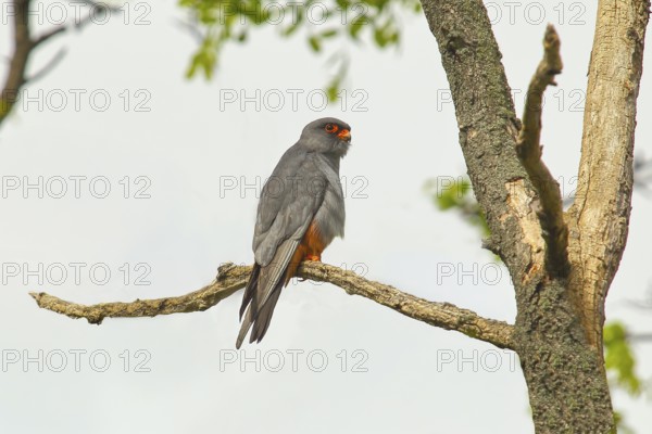 Red-footed falcon (Falco vespertinus), male sitting on a branch, wildlife, nature photography, Kiskunsági Nemzeti Park, Kiskunság National Park, Nagyallas, Nemzeti National Park, Hungary