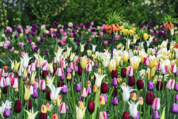 Different coloured tulips (Tulipa), colourful tulip bed, Keukenhof gardens, Lisse, Bollenstreek, South Holland, Netherlands