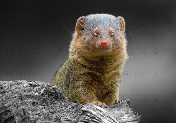 Dwarf mongoose (Helogale parvula), adult, captive, animal portrait, occurrence savannahs, light forests, scrubland