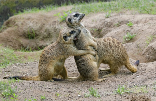 Meerkat (Suricata suricatta), captive, during playful fighting, measuring strength, occurrence southern Africa
