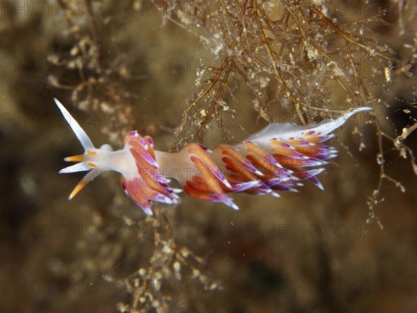 Nudibranch with complex play of colours of purple and orange, migratory thread snail (Cratena peregrina), on sea leaves in the Mediterranean Sea near Hyères, dive site Giens Peninsula, Provence Alpes Côte d'Azur, France