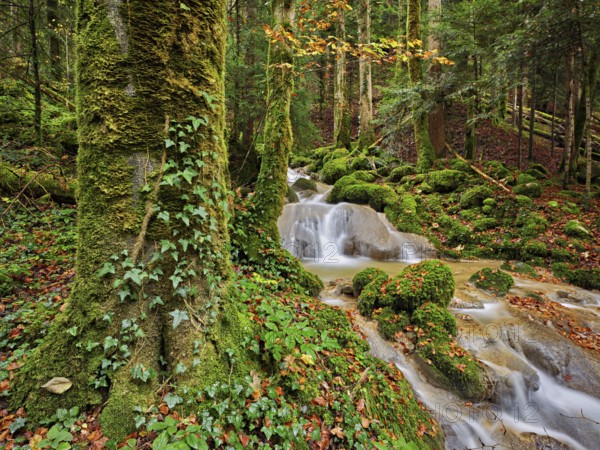 Waterfall surrounded by moss-covered stones in autumnal coloured surroundings, on the river Sihl, Sihlsprung, Menzingen, Canton Zug, Switzerland