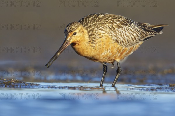Bar-tailed Godwit (Limosa lapponica) feeding along a river in Nome, Alaska