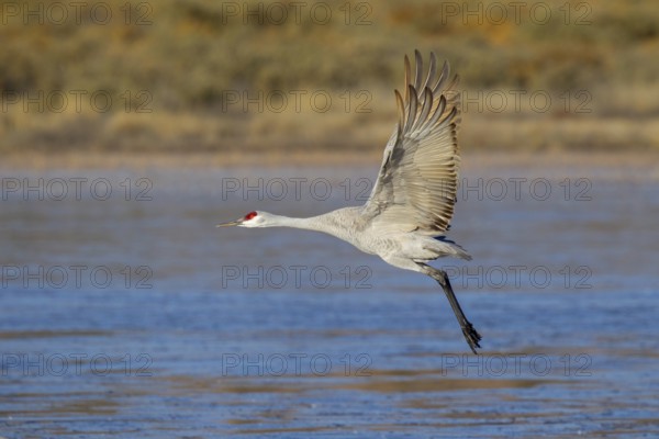 Sandhill Crane Grus canadensis tabida Bosque del Apache National Wildlife Refuge, New Mexico, United States 16 December Adult taking flight. Gruidae