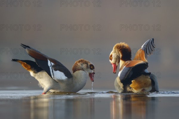 Egyptian Goose (Alopochen aegyptiaca) pair, North Rhine-Westphalia, Germany