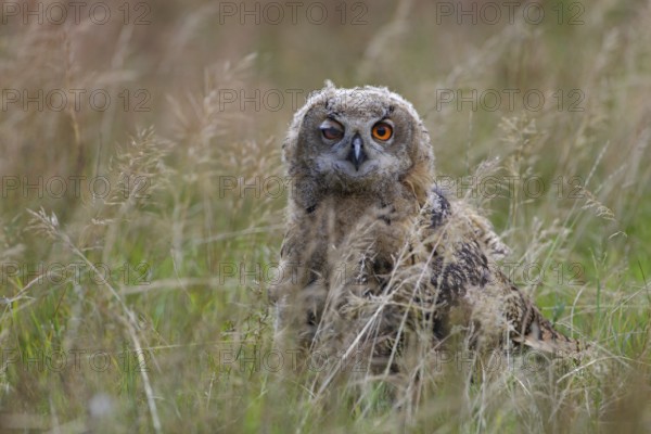 Europäischer Uhu; lat. Bubo bubo; Ästling auf Wiese sitzend