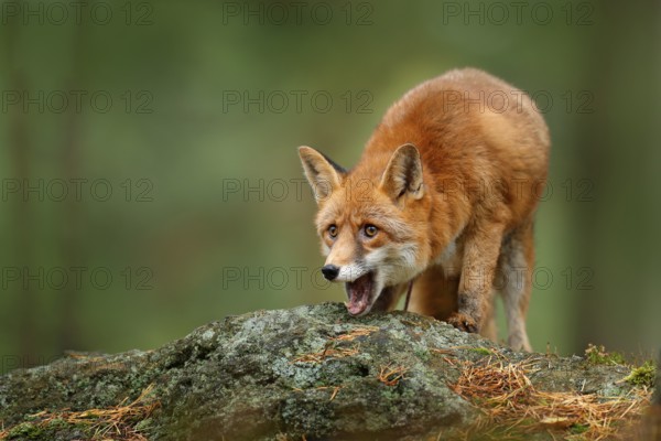 Animal, green environment, stone. Fox in forest. Cute Red Fox, Vulpes vulpes, at forest with flowers, moss stone. Wildlife scene from nature habitat. Fox hidden in green vegetation. Open mouth muzzle