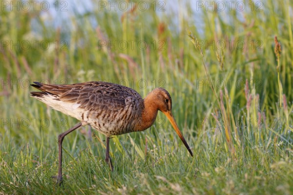 Black-tailed Godwit (Limosa limosa), Netherlands