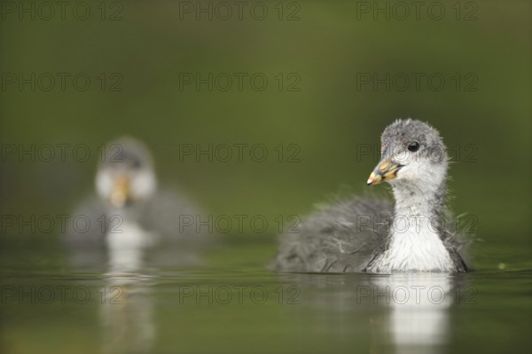 Eurasian Coot (Fulica atra) juvenile, North Rhine-Westphalia, Germany