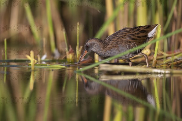Water Rail (Rallus aquaticus) foraging, Saxony, Germany