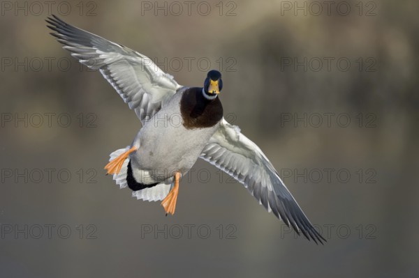 Mallard (Anas platyrhynchos) male flying, Lower Saxony, Germany