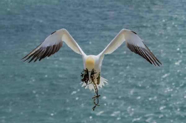 Northern Gannet (Morus bassanus) flying with nesting material in its beak, Schleswig-Holstein, Germany