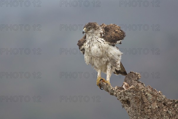 Bonelli's Eagle (Aquila fasciata), Extremadura, Spain