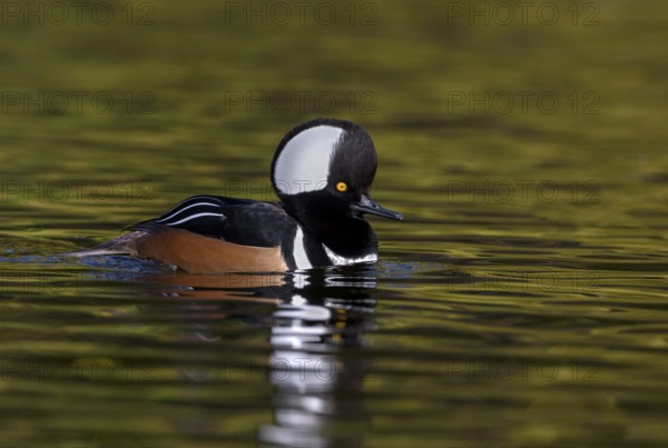 Hooded Merganser (Lophodytes cucullatus) male, British Columbia, Canada