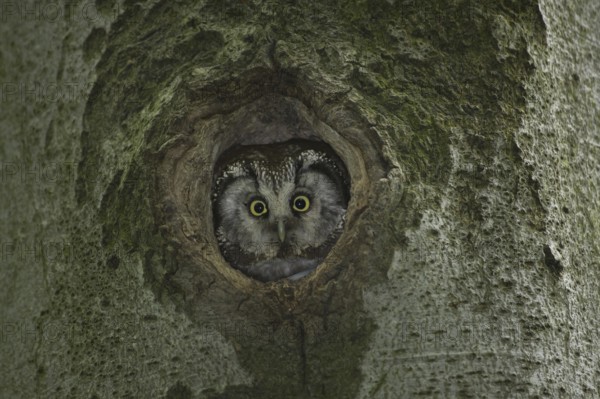 Boreal Owl (Aegolius funereus), Saxony, Germany
