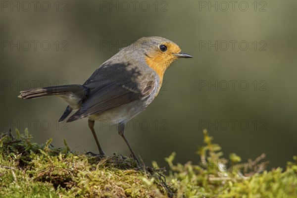 European Robin (erithacus rubecula) perched on moss, Galicia, Spain