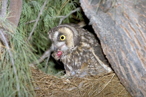 Long-eared Owl Asio otus Anza Borrego State Park, CALIFORNIA, USA April Adult with Kangaroo Rat head. Strigidae