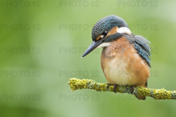 Common Kingfisher (Alcedo atthis) juvenile perched on lichen branch, Saxony-Anhalt, Germany